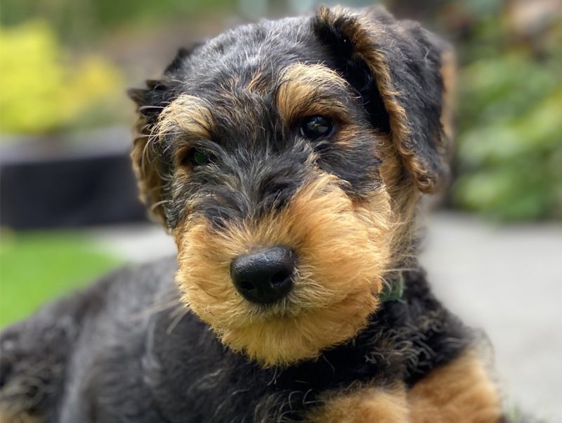 Airedale Breeding – The Pet Advisor